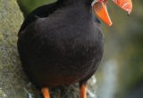 Tufted puffin