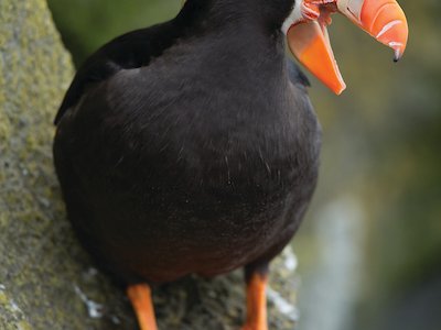 Tufted puffin