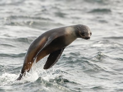 Seal