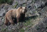 Brown bear