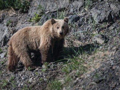 Brown bear