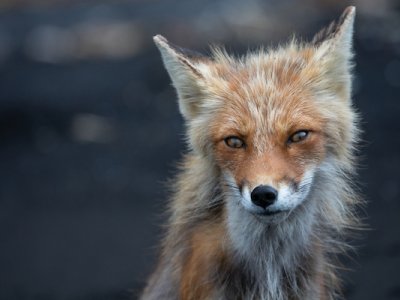 Fox