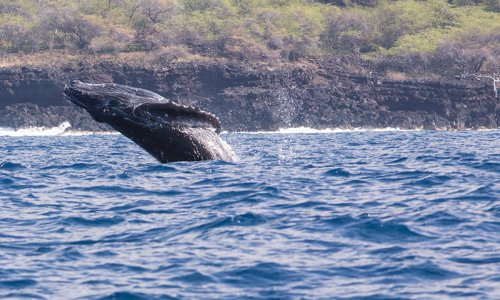 Humpback whale Hawaii