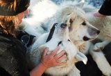 Greenlandic dogs