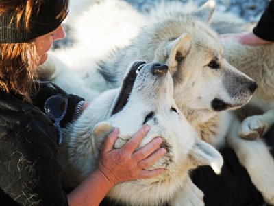 Greenlandic dogs