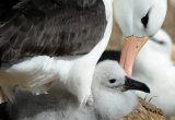 Albatross, Falkland Islands