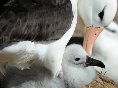 Albatross, Falkland Islands