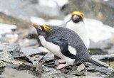 Macaroni Penguins, Falklands