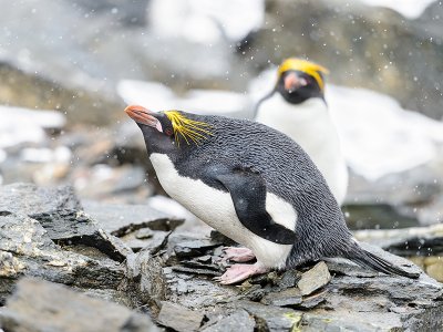 Macaroni Penguins, Falklands