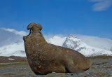 Elephant Seal, South Georgia