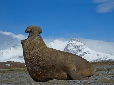 Elephant Seal, South Georgia