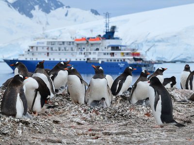 Poseidon Sea Spirit penguins