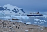 Sea Spirit, penguins