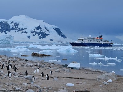 Sea Spirit, penguins