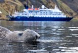 Sea Spirit, Poseidon, Elephant Seal