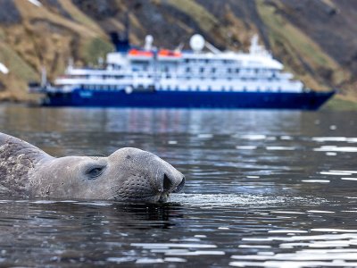 Sea Spirit, Poseidon, Elephant Seal