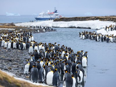 Sea Spirit, South Georgia