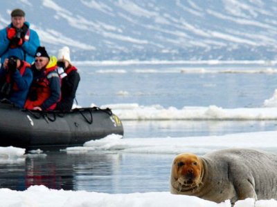 Polar Quest, Zodiac and Bearded seal