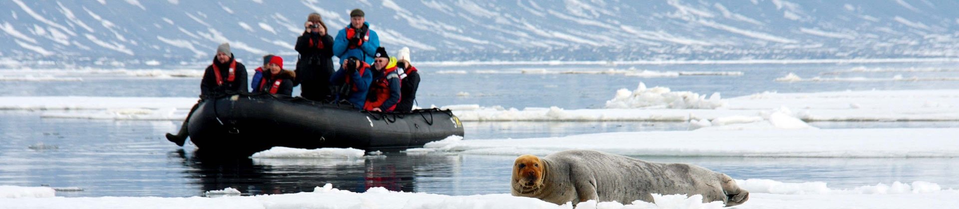 Polar Quest, Zodiac and Bearded seal