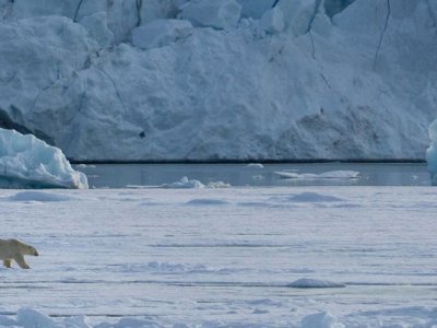 Polar bear, Svalbard