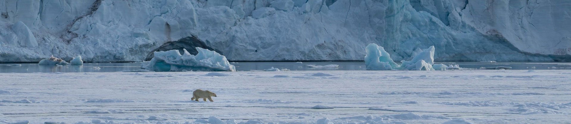 Polar bear, Svalbard