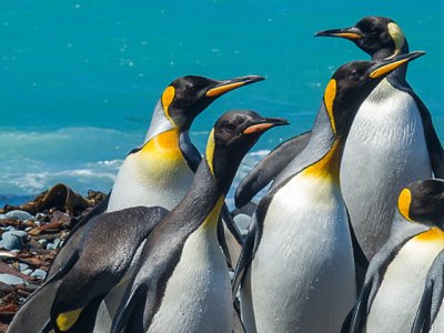 King penguins