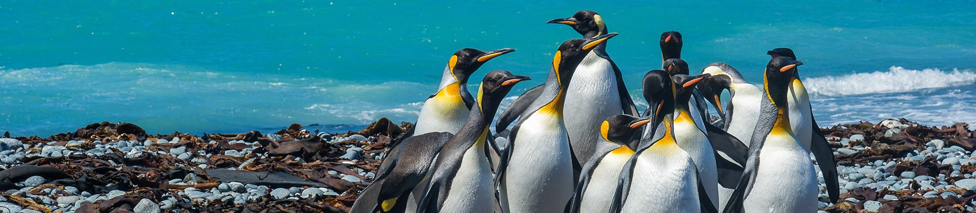 King penguins