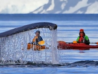 Antarctica whale