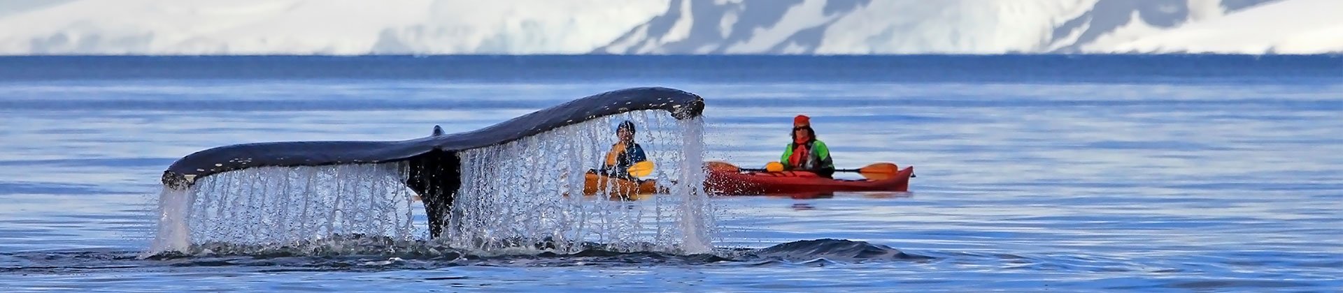 Antarctica whale