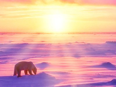 Polar bear Canadian Arctic