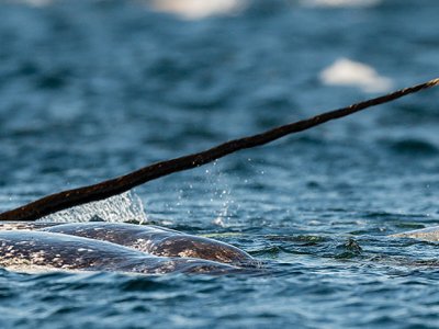 Narwhals Canadian Arctic