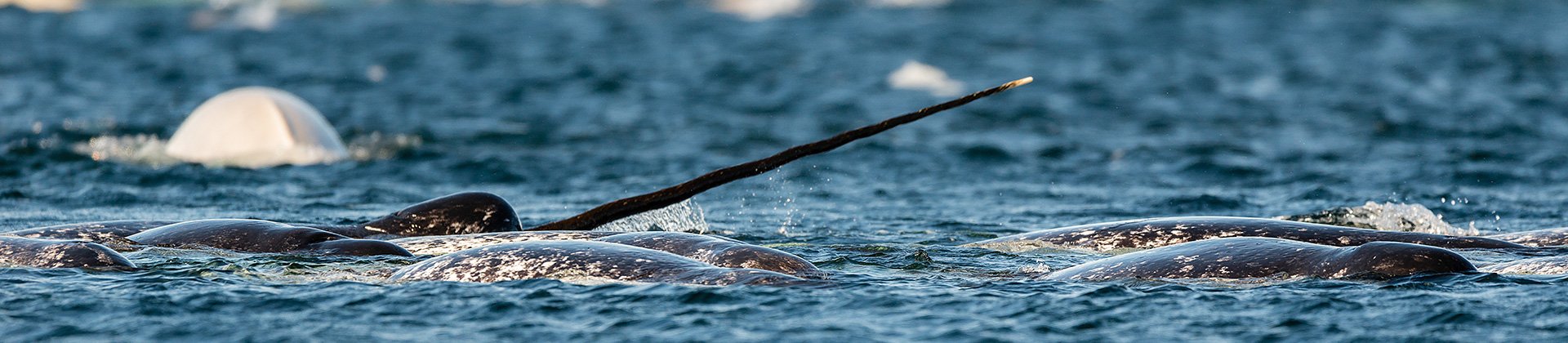Narwhals Canadian Arctic
