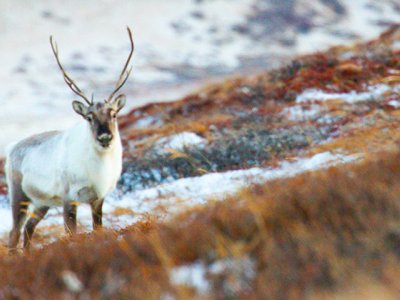 Reindeer Greenland