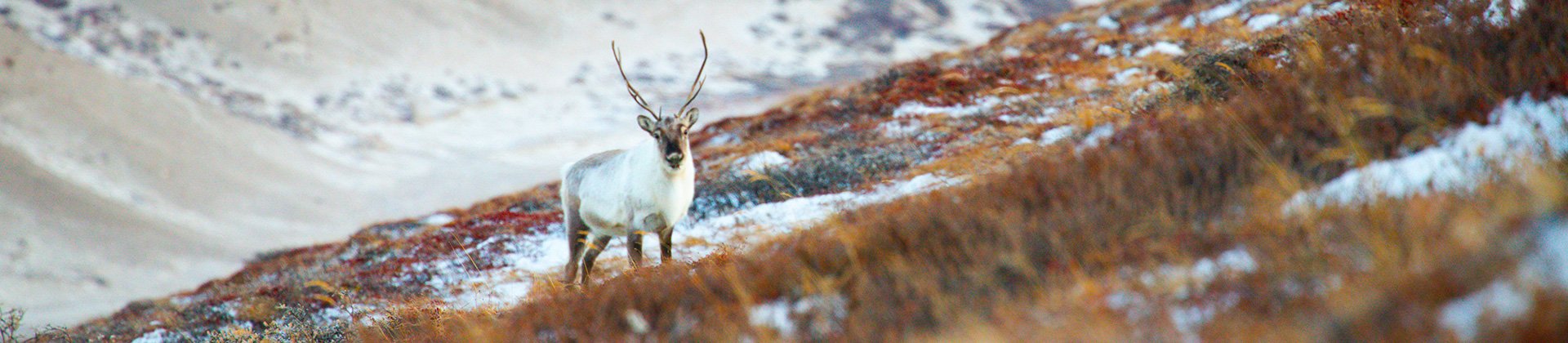 Reindeer Greenland