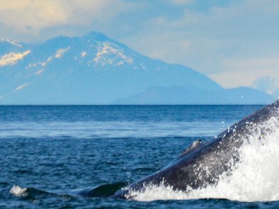 Whale Northwest Passage