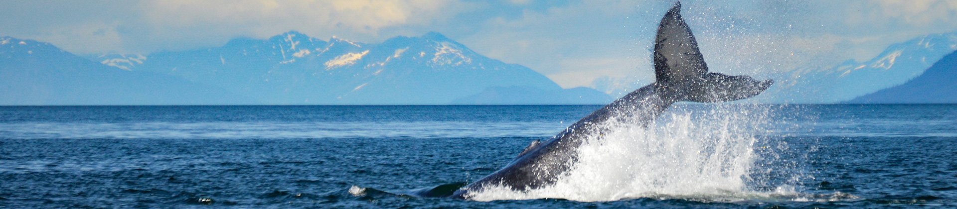 Whale Northwest Passage