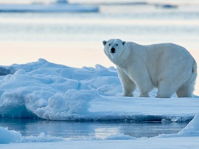 Polar Bear Svalbard