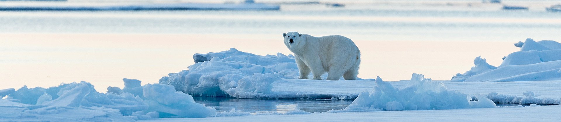 Polar Bear Svalbard