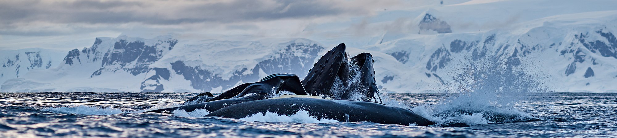 Whale Science Voyage Polar Latitudes