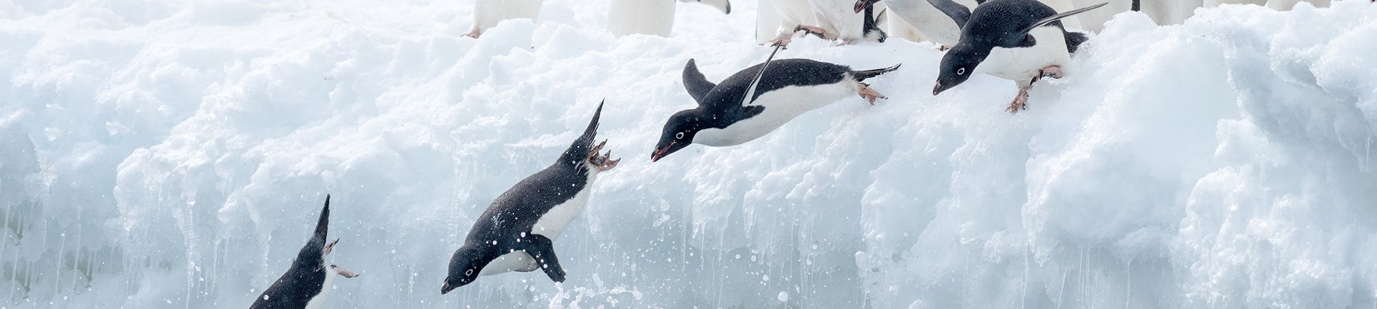 Penguins Antarctica