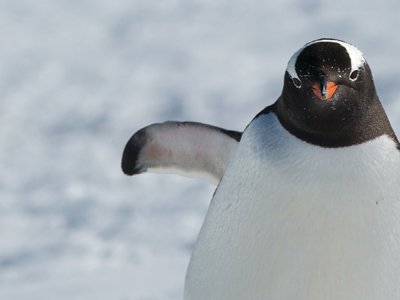 Penguin