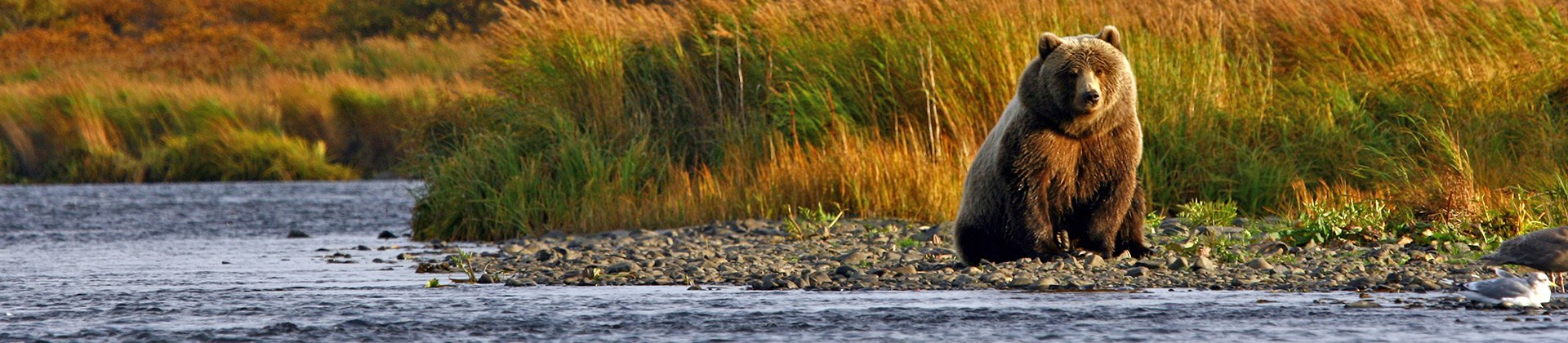 Bear, Alaska