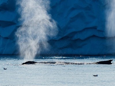 The Weddell Sea