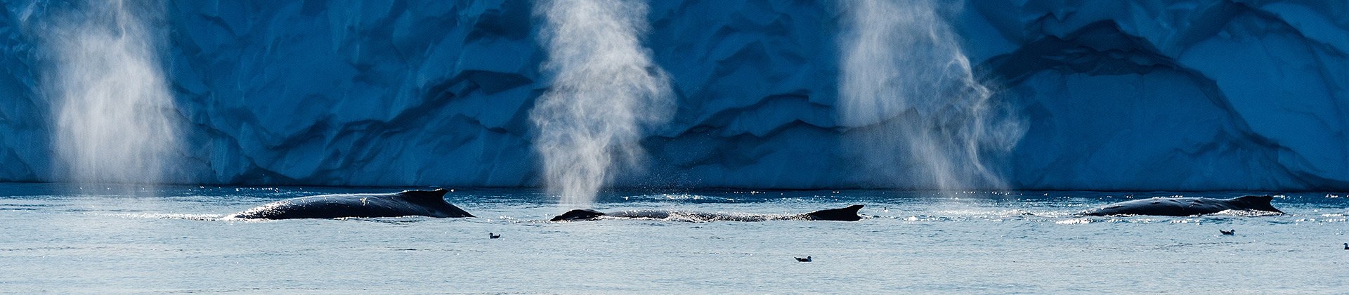 The Weddell Sea