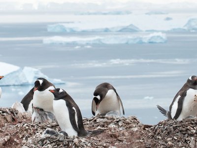 Antarctica, South Georgia & the Falklands by Albatros