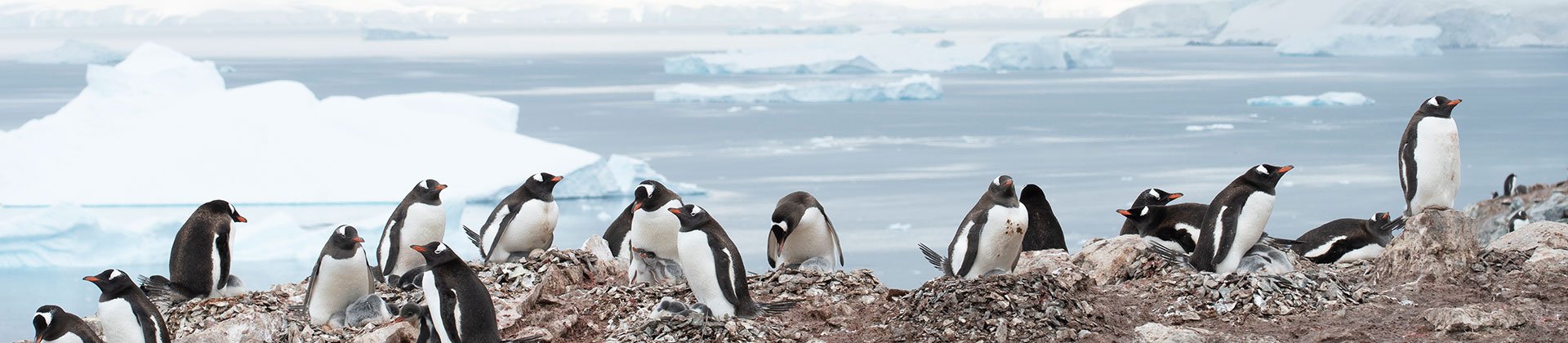 Antarctica, South Georgia & the Falklands by Albatros