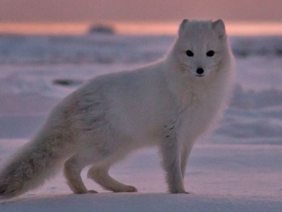 Spectacular Svalbard & Greenland | Seabourn Spectacular Svalbard & Greenland | Seabourn