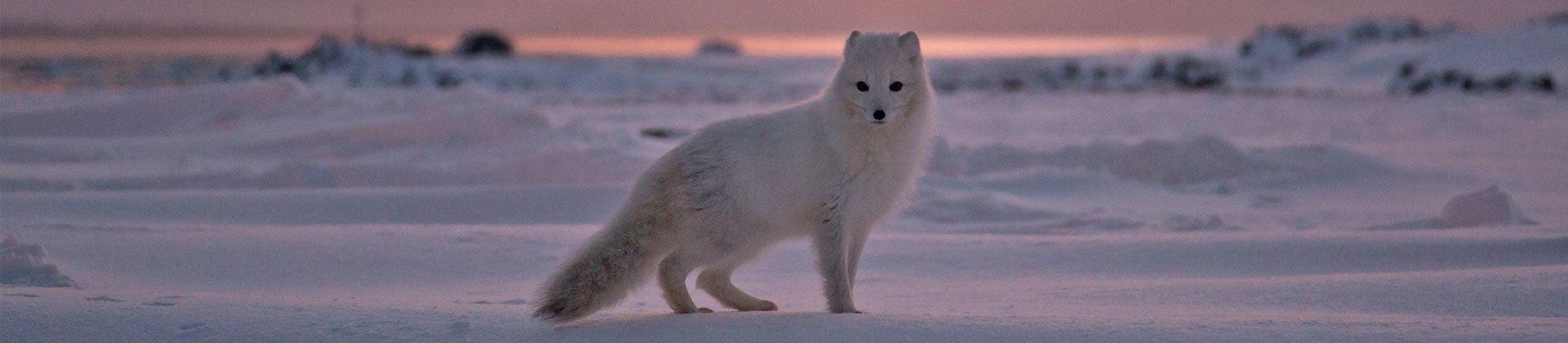 Svalbard