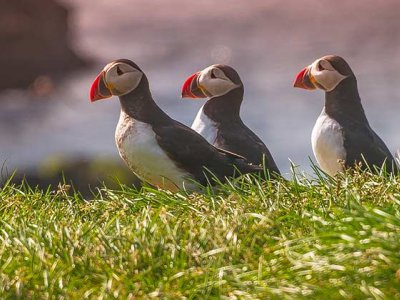 Wild and Secret Iceland Ponant