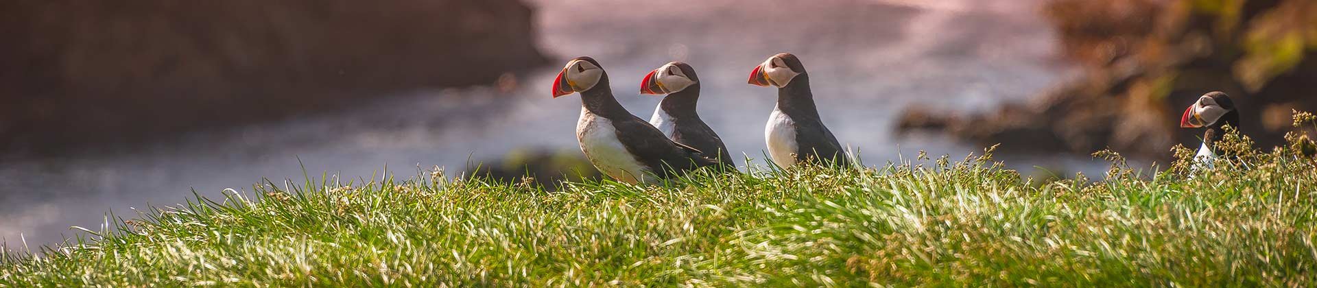 Wild and Secret Iceland Ponant